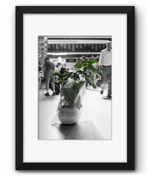 Framed & Mounted 